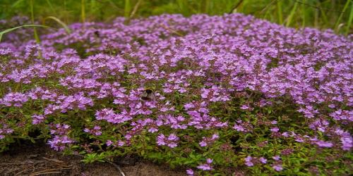 Полезные цветы для огорода. Садоводы рассказали, какой цветок на грядке самый полезный 19