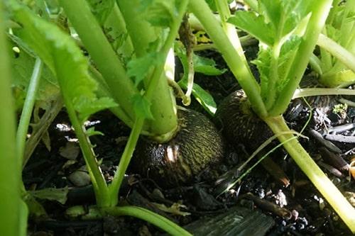 Миф или реальность: почему редька боится мороза 09