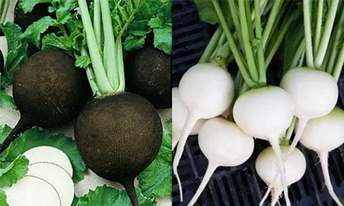 Миф или реальность: почему редька боится мороза 07