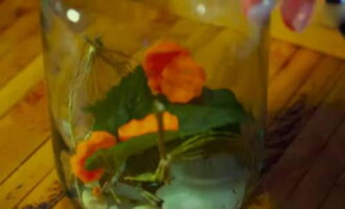 Маленькие консервированные огурчики на зиму. Консервированные огурцы на зиму