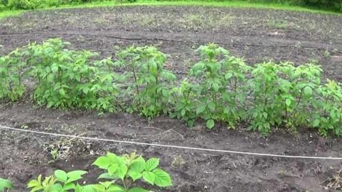 Как определить качество корневой системы саженца малины. Описание корней малины