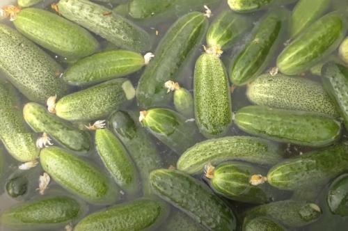 Как подобрать маринад по вкусу для огурцов в 1-литровых банках. Маринованные огурцы на зиму хрустящие и вкусные в 1 литровых банках — рецепт с 9% уксусом