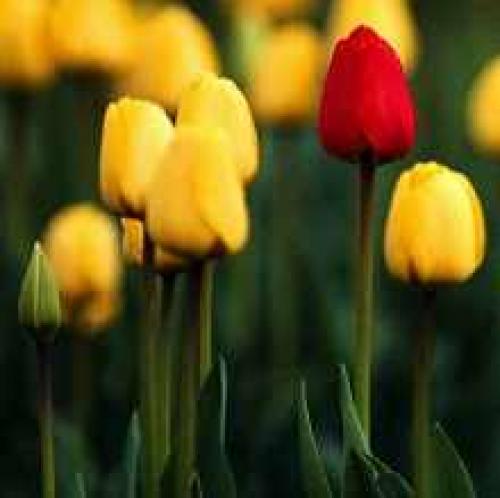 Какие особенности ухода за луковичными растениями после посадки. Уход за луковичными цветами