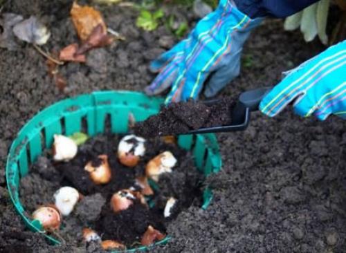 Инновационные приемы для осенней посадки луковичных: секреты успешного дизайна сада 09 Инновационные приемы для осенней посадки луковичных: секреты успешного дизайна сада 09