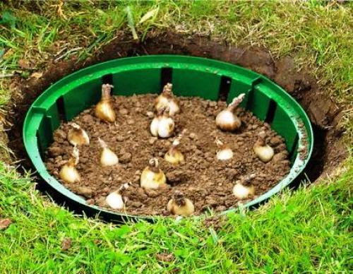 Инновационные приемы для осенней посадки луковичных: секреты успешного дизайна сада 10 Инновационные приемы для осенней посадки луковичных: секреты успешного дизайна сада 10