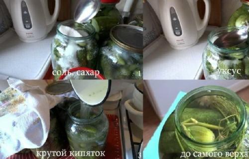 Какой процесс консервации огурцов самый простой для новичков. Маринованные огурцы в банке без стерилизации