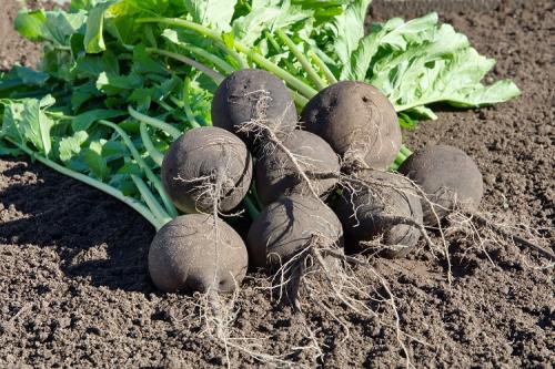 Может ли мороз повредить редьке. Когда: советы, признаки, примерные сроки по регионам