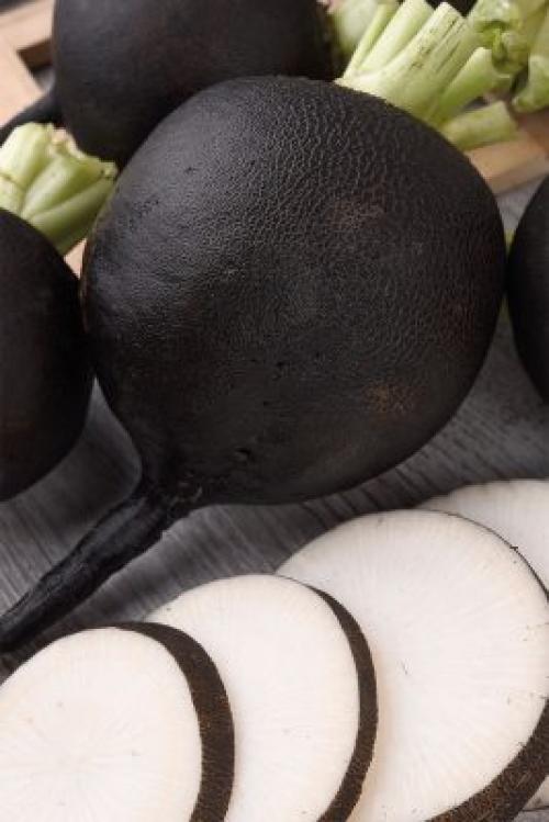 Какие сорта редьки более устойчивы к морозам. Редька