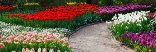 Как использовать различные цветовые гаммы луковичных для создания интересного дизайна сада. Идеи композиций с луковичными растениями