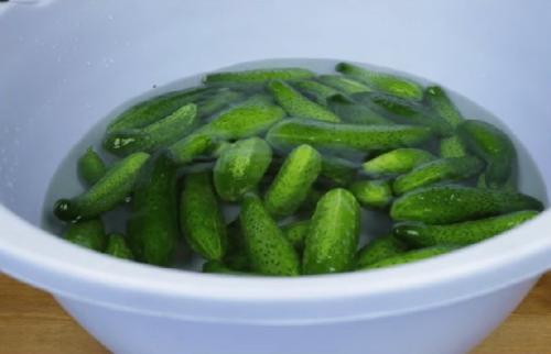 Какой процесс консервации огурцов самый простой для новичков. Маринованные огурцы в банке без стерилизации