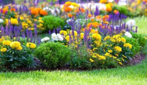 Как использовать различные цветовые гаммы луковичных для создания интересного дизайна сада. Идеи композиций с луковичными растениями