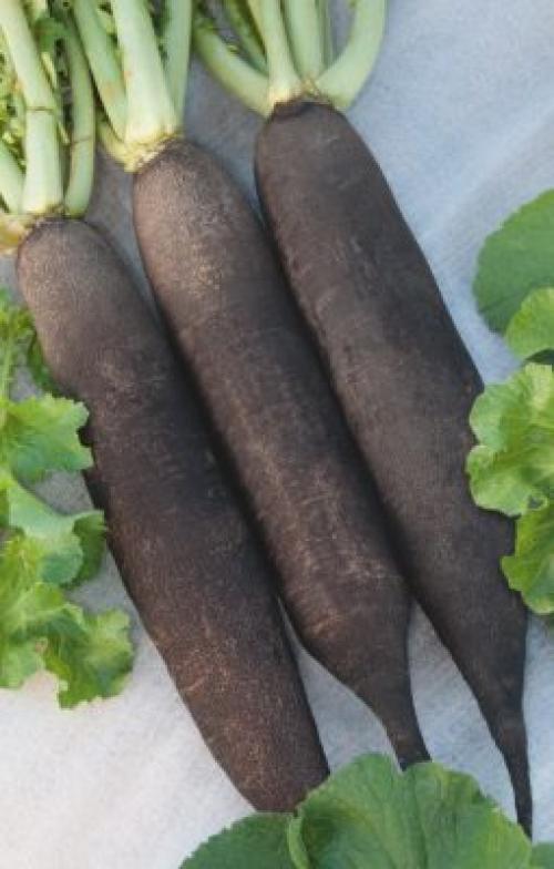 Какие сорта редьки более устойчивы к морозам. Редька