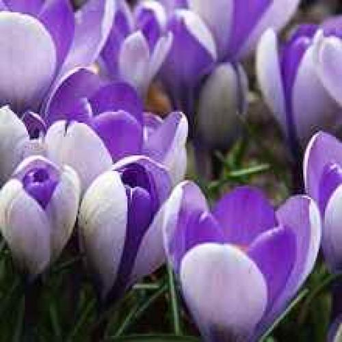 Какие особенности ухода за луковичными растениями после посадки. Уход за луковичными цветами