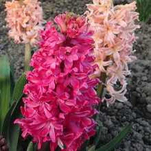 Какие особенности ухода за луковичными растениями после посадки. Уход за луковичными цветами