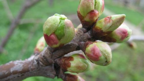 Как проверить возраст саженца малины перед покупкой. Стоит ли покупать саженцы малины и крыжовника с распустившимися почками