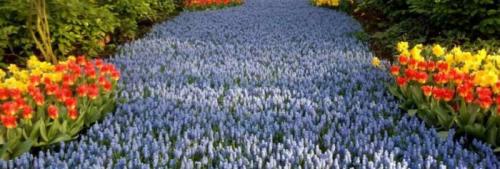 Как использовать различные цветовые гаммы луковичных для создания интересного дизайна сада. Идеи композиций с луковичными растениями