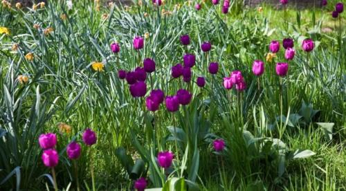 Как использовать различные цветовые гаммы луковичных для создания интересного дизайна сада. Идеи композиций с луковичными растениями