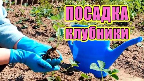 Влияет ли оздоровление почвы на вкус и качество клубники. Какую почву любит клубника: советы огородников, как подготовить землю под посадку, замерить кислотность и щелочность почвы