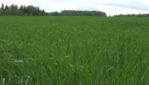 Какие методы лучше всего подходят для оздоровления почвы за один сезон. Спосо.  Посев сидератов