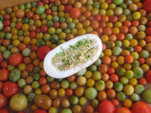 Как собрать семечки с помидора для посадки. Со сбраживанием 11