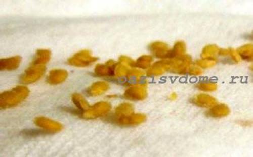 Как собрать семечки с помидора для посадки. Со сбраживанием 08