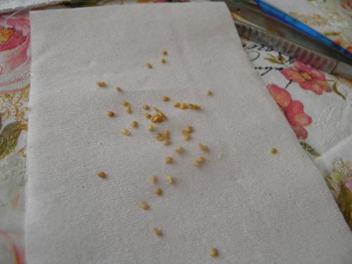 Как собрать семечки с помидора для посадки. Со сбраживанием 03