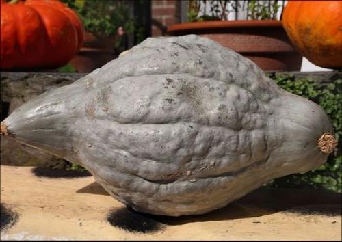Необычные сорта тыквы – вкусные и очаровательные