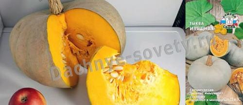 Оранжевая тыква или желтая. Лучшие сорта тыквы: самые крупные, урожайные и сладкие 01 Оранжевая тыква или желтая. Лучшие сорта тыквы: самые крупные, урожайные и сладкие 01