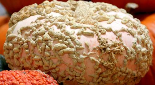 Оранжевая тыква или желтая. Лучшие сорта тыквы: самые крупные, урожайные и сладкие 02 Оранжевая тыква или желтая. Лучшие сорта тыквы: самые крупные, урожайные и сладкие 02