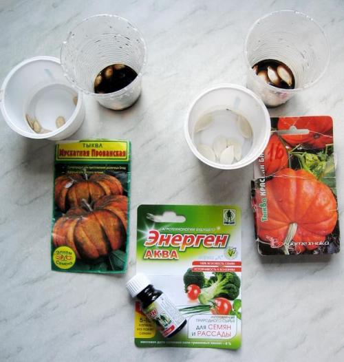 Есть ли специальные методы обработки семян тыквы для повышения устойчивости к заморозкам на почве. Энерген АКВА. Предпосевная обработка семян тыквы. Посев семян в грунт. Первые всходы