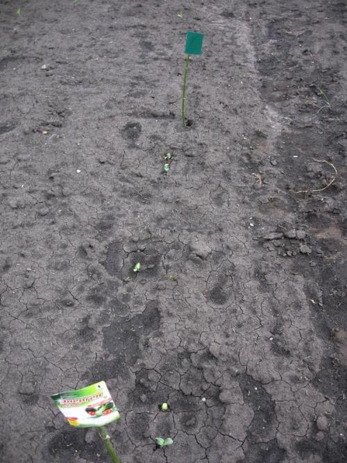 Есть ли специальные методы обработки семян тыквы для повышения устойчивости к заморозкам на почве. Энерген АКВА. Предпосевная обработка семян тыквы. Посев семян в грунт. Первые всходы