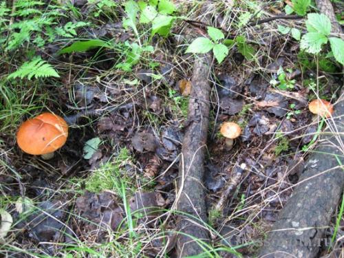 Сезонные особенности: когда и почему растут грибы в лесу 01 Сезонные особенности: когда и почему растут грибы в лесу 01