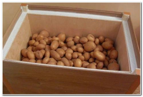 Есть ли способы ускорить процессу усыхания картошки перед хранением. Место хранения