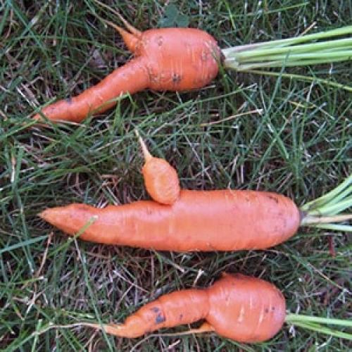 Почему корявая морковь появляется в саду. Причины, почему морковь корявая и рогатая и методы выращивания ровных корнеплодов
