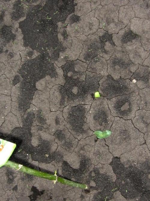 Есть ли специальные методы обработки семян тыквы для повышения устойчивости к заморозкам на почве. Энерген АКВА. Предпосевная обработка семян тыквы. Посев семян в грунт. Первые всходы