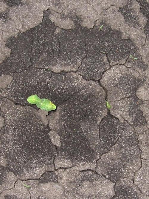 Есть ли специальные методы обработки семян тыквы для повышения устойчивости к заморозкам на почве. Энерген АКВА. Предпосевная обработка семян тыквы. Посев семян в грунт. Первые всходы