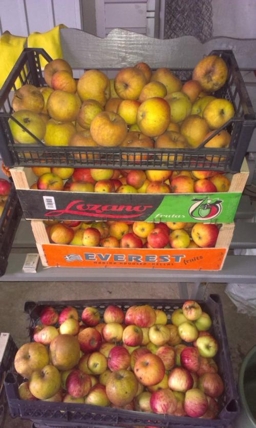 Как избежать появления гнили на яблоках во время хранения. Физиологические предпосылки гниения яблок