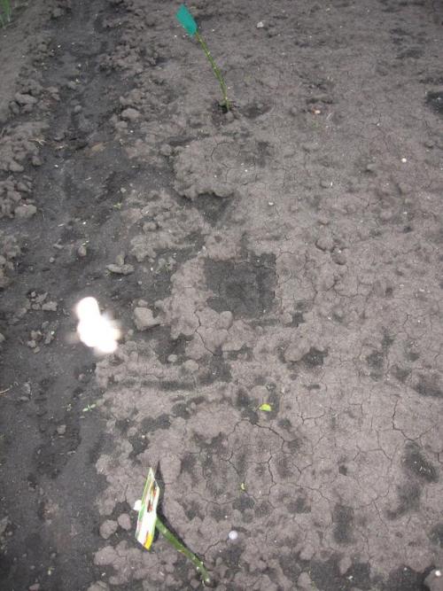 Есть ли специальные методы обработки семян тыквы для повышения устойчивости к заморозкам на почве. Энерген АКВА. Предпосевная обработка семян тыквы. Посев семян в грунт. Первые всходы