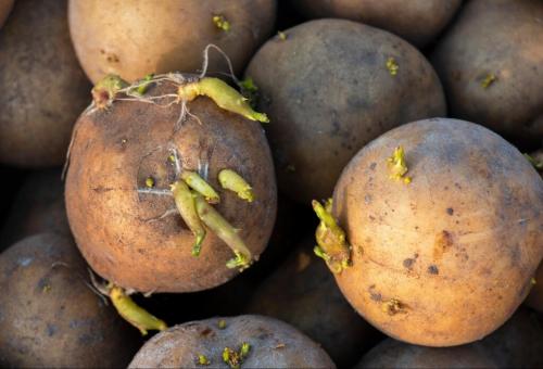 Как выбрать подходящее место для хранения картофеля. Как и где хранить картошку, чтобы не испортилась