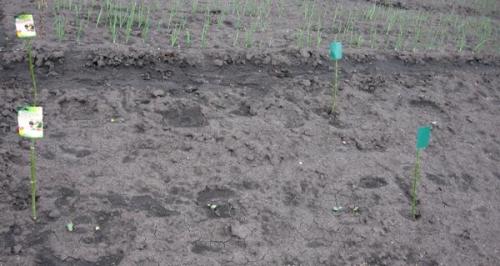 Есть ли специальные методы обработки семян тыквы для повышения устойчивости к заморозкам на почве. Энерген АКВА. Предпосевная обработка семян тыквы. Посев семян в грунт. Первые всходы