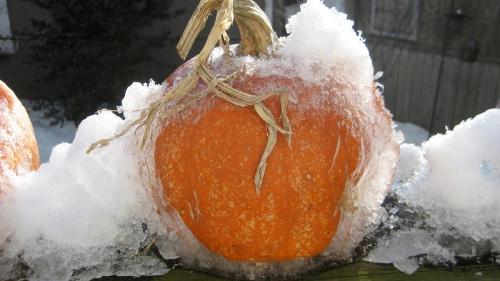 Какие меры предосторожности можно принять заранее, чтобы минимизировать влияние заморозков на тыкву. Можно ли заморозить тыкву, сохранив максимум полезных свойств: изучим все возможные варианты и выберем лучший