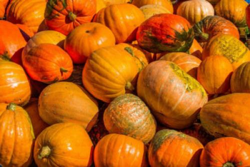 Какие последствия могут быть для урожая тыквы после заморозков на почве. Когда убирать урожай тыквы