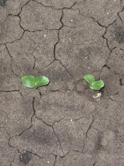 Есть ли специальные методы обработки семян тыквы для повышения устойчивости к заморозкам на почве. Энерген АКВА. Предпосевная обработка семян тыквы. Посев семян в грунт. Первые всходы