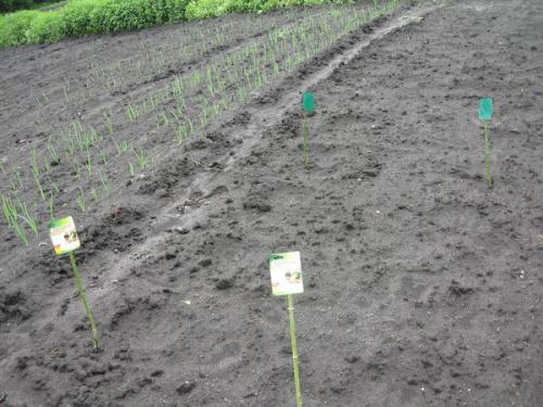 Есть ли специальные методы обработки семян тыквы для повышения устойчивости к заморозкам на почве. Энерген АКВА. Предпосевная обработка семян тыквы. Посев семян в грунт. Первые всходы