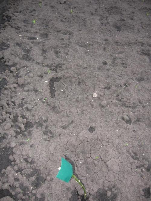 Есть ли специальные методы обработки семян тыквы для повышения устойчивости к заморозкам на почве. Энерген АКВА. Предпосевная обработка семян тыквы. Посев семян в грунт. Первые всходы