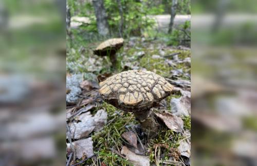 Сезонные особенности: когда и почему растут грибы в лесу 03 Сезонные особенности: когда и почему растут грибы в лесу 03