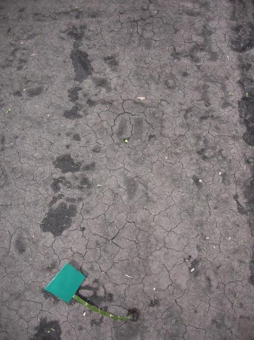 Есть ли специальные методы обработки семян тыквы для повышения устойчивости к заморозкам на почве. Энерген АКВА. Предпосевная обработка семян тыквы. Посев семян в грунт. Первые всходы