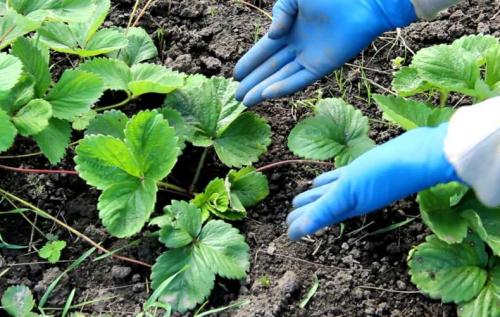 Как проверить кислотность почвы и отрегулировать ее для клубники. Какую почву любит клубника: советы огородников, как подготовить землю под посадку, замерить кислотность и щелочность почвы