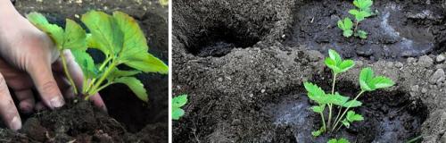 Как часто нужно рыхлить почву после посадки клубники. КАК ОБРАБАТЫВАТЬ КЛУБНИКУ (ЗЕМЛЯНИКУ САДОВУЮ) ВЕСНОЙ ПОСЛЕ ЗИМЫ