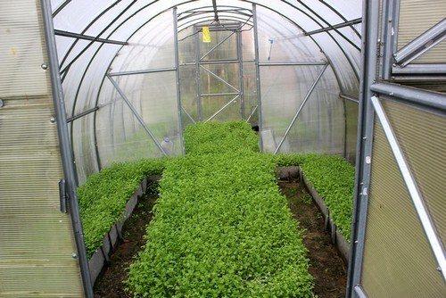 Сидераты для томатов в теплице. Какие сидераты сеять в теплице осенью под новый посев томатов?